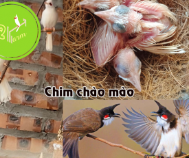 Chuẩn bị chào đón các thành viên mới