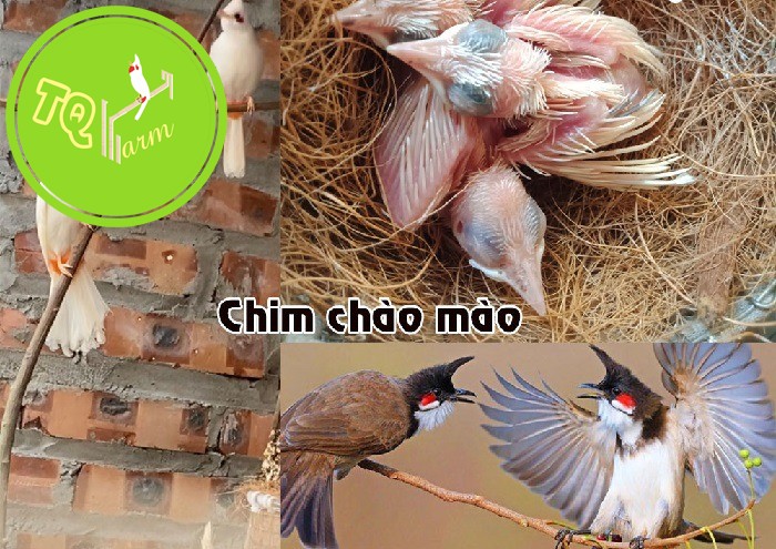 Chim chào mào non ăn gì? Nuôi như thế nào cho đúng